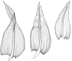Triquetrella tasmanica, stem leaves. Drawn from J.E. Beever 96-25, CHR 612371.
 Image: R.D. Seppelt © R.D.Seppelt All rights reserved